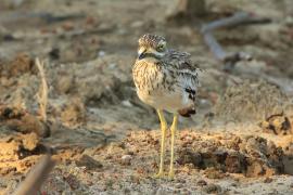 Kulon indyjski - Burhinus oedicnemus indicus - Indian Stone-curlew