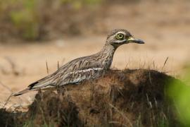 Kulon indyjski - Burhinus oedicnemus indicus - Indian Stone-curlew