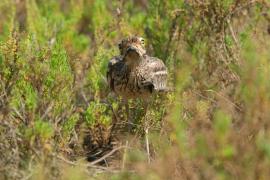 Kulon indyjski - Burhinus oedicnemus indicus - Indian Stone-curlew