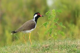 Czajka indyjska - Vanellus indicus - Red-wattled Lapwing