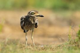 Kulon indyjski - Burhinus oedicnemus indicus - Indian Stone-curlew