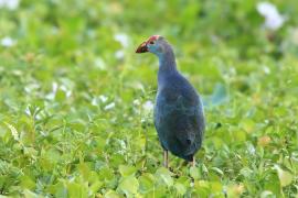Modrzyk siwogłowy - Porphyrio p. poliocephalus - Grey-headed Swamphen