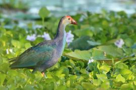 Modrzyk siwogłowy - Porphyrio p. poliocephalus - Grey-headed Swamphen
