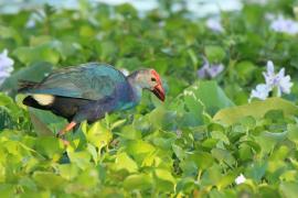 Modrzyk siwogłowy - Porphyrio p. poliocephalus - Grey-headed Swamphen