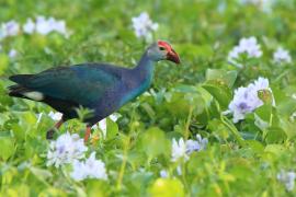 Modrzyk siwogłowy - Porphyrio p. poliocephalus - Grey-headed Swamphen