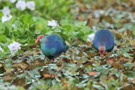Modrzyk siwogłowy - Porphyrio p. poliocephalus - Grey-headed Swamphen