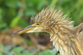 Czapla siodłata - Ardeola grayii - Indian Pond-Heron