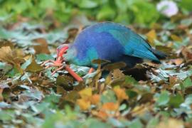 Modrzyk siwogłowy - Porphyrio p. poliocephalus - Grey-headed Swamphen