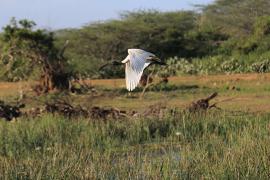 Ibis siwopióry - Threskiornis melanocephalus - Black-headed Ibis