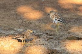 Kulon indyjski - Burhinus oedicnemus indicus - Indian Stone-curlew