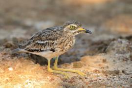 Kulon indyjski - Burhinus oedicnemus indicus - Indian Stone-curlew