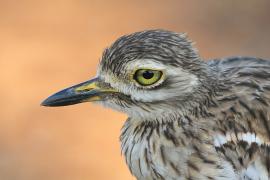 Kulon indyjski - Burhinus oedicnemus indicus - Indian Stone-curlew