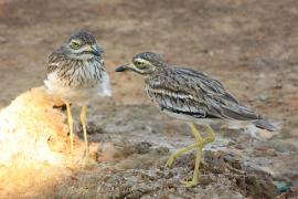 Kulon indyjski - Burhinus oedicnemus indicus - Indian Stone-curlew