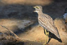 Kulon indyjski - Burhinus oedicnemus indicus - Indian Stone-curlew
