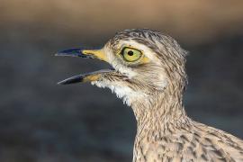 Kulon indyjski - Burhinus oedicnemus indicus - Indian Stone-curlew