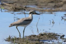 Kulon wielkodzioby - Esacus recurvirostris - Great Thick-knee