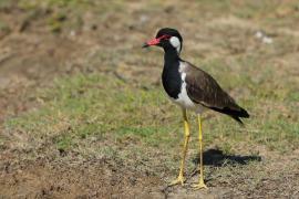Czajka indyjska - Vanellus indicus - Red-wattled Lapwing