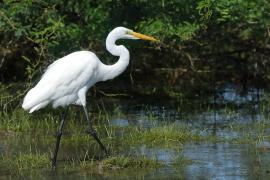 Czapla biała - Ardea alba - Western Great Egret
