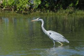 Czapla siwa - Ardea cinerea -Grey Heron