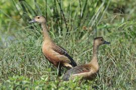 Drzewica indyjska - Dendrocygna javanica - Lesser Whistling-duck