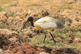 Ibis siwopióry - Threskiornis melanocephalus - Black-headed Ibis