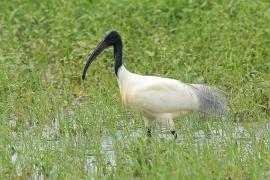 Ibis siwopióry - Threskiornis melanocephalus - Black-headed Ibis