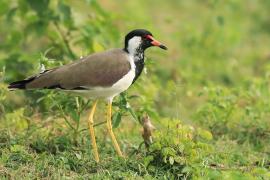Czajka indyjska - Vanellus indicus - Red-wattled Lapwing