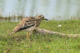 Kulon indyjski - Burhinus oedicnemus indicus - Indian Stone-curlew