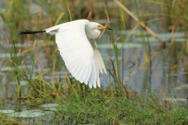 Czapla czarnonoga - Ardea intermedia - Intermediate Egret