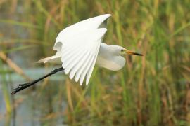 Czapla czarnonoga - Ardea intermedia - Intermediate Egret