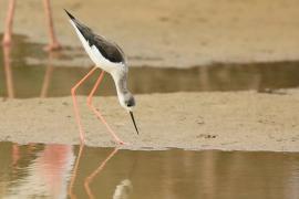Szczudłak zwyczajny - Himantopus himantopus - Black-winged Stilt