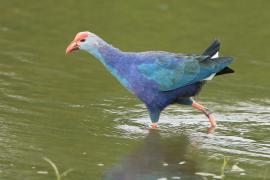 Modrzyk siwogłowy - Porphyrio p. poliocephalus - Grey-headed Swamphen