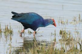 Modrzyk siwogłowy - Porphyrio p. poliocephalus - Grey-headed Swamphen