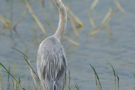 Czapla siwa - Ardea cinerea -Grey Heron