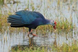 Modrzyk siwogłowy - Porphyrio p. poliocephalus - Grey-headed Swamphen