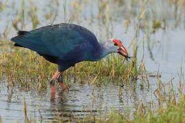Modrzyk siwogłowy - Porphyrio p. poliocephalus - Grey-headed Swamphen