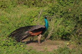 Paw indyjski - Pavo cristatus - Indian Peafowl