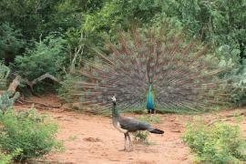 Paw indyjski - Pavo cristatus - Indian Peafowl