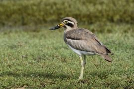 Kulon wielkodzioby - Esacus recurvirostris - Great Thick-knee
