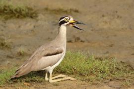 Kulon wielkodzioby - Esacus recurvirostris - Great Thick-knee