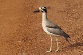 Kulon wielkodzioby - Esacus recurvirostris - Great Thick-knee