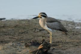 Kulon wielkodzioby - Esacus recurvirostris - Great Thick-knee