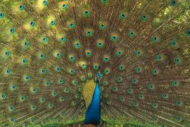 Paw indyjski - Pavo cristatus - Indian Peafowl