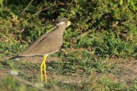 Czajka brunatna - Vanellus malabaricus - Yellow-wattled Lapwing