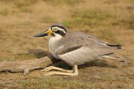 Kulon wielkodzioby - Esacus recurvirostris - Great Thick-knee