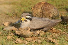 Kulon wielkodzioby - Esacus recurvirostris - Great Thick-knee