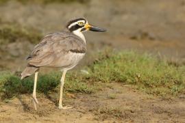 Kulon wielkodzioby - Esacus recurvirostris - Great Thick-knee