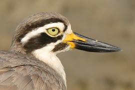 Kulon wielkodzioby - Esacus recurvirostris - Great Thick-knee
