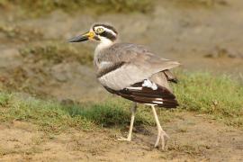 Kulon wielkodzioby - Esacus recurvirostris - Great Thick-knee