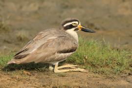 Kulon wielkodzioby - Esacus recurvirostris - Great Thick-knee